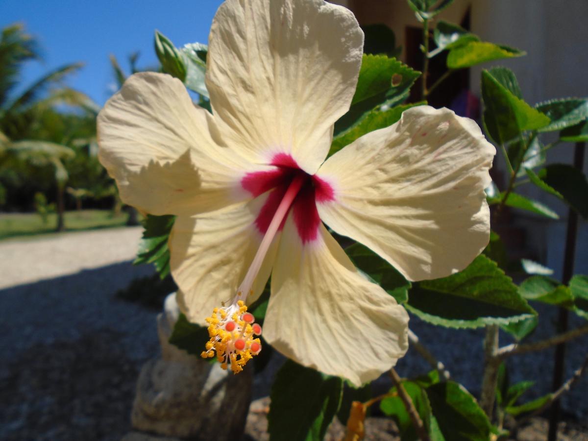 Serenity Sands Corozal Exteriör bild